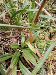 Gomphichis