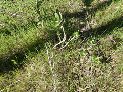 Gomphocarpus cancellatus