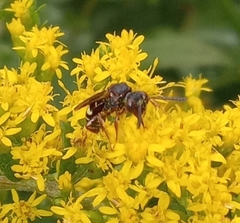 Nomada vicina