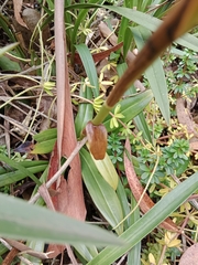 Gomphichis