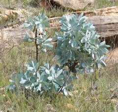 Protea nitida