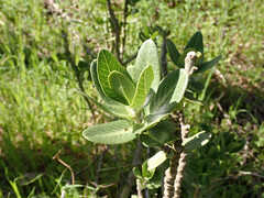 Gomphocarpus cancellatus