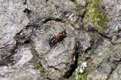 Camponotus obscuripes