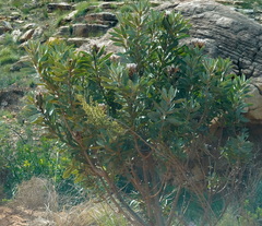 Protea laurifolia