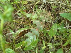 Hylotelephium telephium