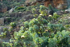 Protea nitida