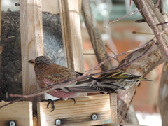 Leucosticte australis