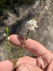 Epacris pulchella