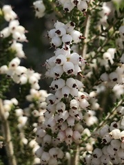 Erica scabriuscula