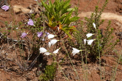 Heliophila juncea