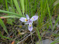 Moraea setifolia