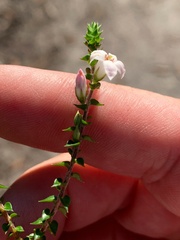 Epacris pulchella