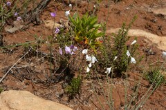 Heliophila juncea