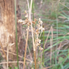 Juncus pallidus