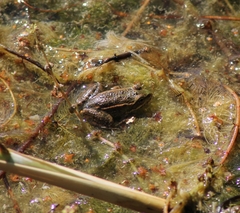 Pelophylax
