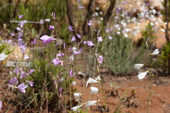 Heliophila juncea