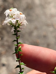 Epacris pulchella