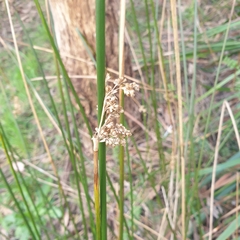 Juncus pallidus