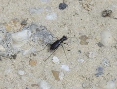 Cicindela abdominalis