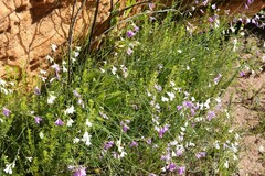 Heliophila juncea