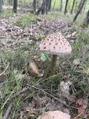 Macrolepiota procera