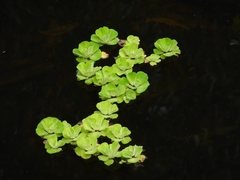 Pistia stratiotes