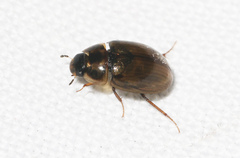 Enochrus quadripunctatus