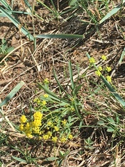 Bupleurum bicaule