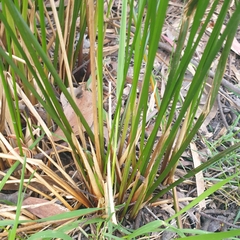 Juncus pallidus