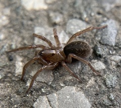 Coelotinae