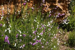 Heliophila juncea