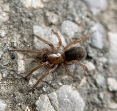 Coelotinae