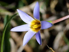 Romulea tabularis