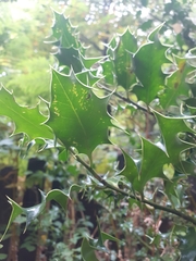 Ilex aquifolium