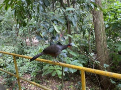 Penelope superciliaris