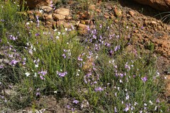 Heliophila juncea