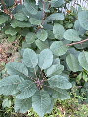 Cotinus coggygria
