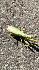 Hierodula transcaucasica