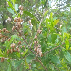 Bursaria spinosa spinosa
