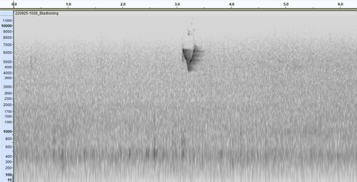 Yellow-browed Warbler, 9976 Lauwersoog, Nederland, photo 3 of 10