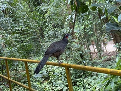 Penelope superciliaris