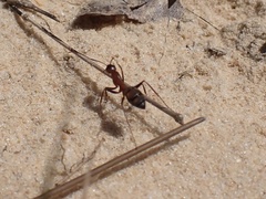 Camponotus socius