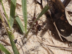 Camponotus socius
