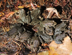 Pelophylax