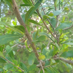 Bursaria spinosa spinosa