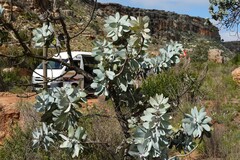 Protea nitida