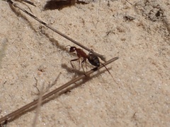Camponotus socius