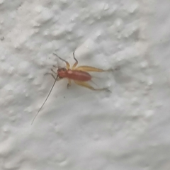 Trigonidium cicindeloides