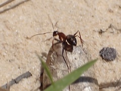 Camponotus socius