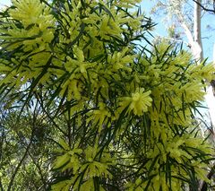 Acacia floribunda